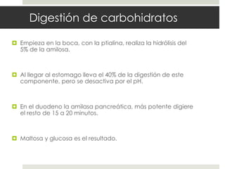 Digestión de carbohidratos
 Empieza en la boca, con la ptialina, realiza la hidrólisis del
5% de la amilosa.
 Al llegar al estomago lleva el 40% de la digestión de este
componente, pero se desactiva por el pH.
 En el duodeno la amilasa pancreática, más potente digiere
el resto de 15 a 20 minutos.
 Maltosa y glucosa es el resultado.
 