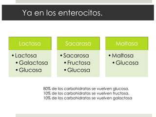 Ya en los enterocitos.
•Lactosa
•Galactosa
•Glucosa
•Sacarosa
•Fructosa
•Glucosa
•Maltosa
•Glucosa
80% de los carbohidratos se vuelven glucosa.
10% de los carbohidratos se vuelven fructosa.
10% de los carbohidratos se vuelven galactosa
 
