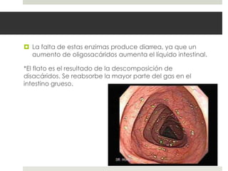  La falta de estas enzimas produce diarrea, ya que un
aumento de oligosacáridos aumenta el líquido intestinal.
*El flato es el resultado de la descomposición de
disacáridos. Se reabsorbe la mayor parte del gas en el
intestino grueso.
 