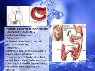 −Aparatos digestivos de invertebrados:· Espongiarios: Coanocitos y amebocitos (intracelular)· Celentéreos: Tentáculos, cnidoblastos, cavidad gastrovascular (Mixta)· Moluscos: T. Digestivo, rádula, glándulas salivares y hepato−páncreas(extracel)· Equinodermos: Tubo digestivo, boca ventral, linter. de aristóteles ano dorsal.· Crustáceos: 2 mandíbulas, 4 maxilas y 6 maxíferos; molino gástrico y h. Páncrea· Insectos: