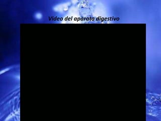 Video del aparato digestivo