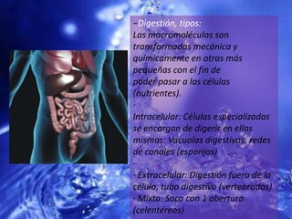 −Digestión, tipos:Las macromoléculas son transformadas mecánica y químicamente en otras más pequeñas con el fin depoder pasar a las células (nutrientes).· Intracelular: Células especializadas se encargan de digerir en ellas mismas: Vacuolas digestivas, redesde canales (esponjas)· · Extracelular: Digestión fuera de la célula, tubo digestivo (vertebrados)· Mixta: Saco con 1 abertura (celentéreos)
