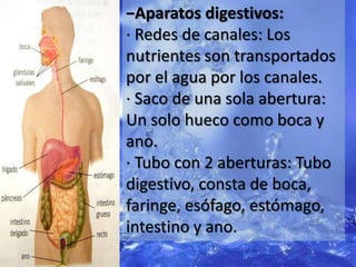 −Aparatos digestivos:· Redes de canales: Los nutrientes son transportados por el agua por los canales.· Saco de una sola abertura: Un solo hueco como boca y ano.· Tubo con 2 aberturas: Tubo digestivo, consta de boca, faringe, esófago, estómago, intestino y ano.