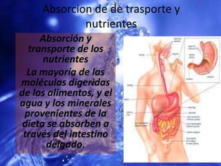 Absorcion de de trasporte y nutrientes Absorción y transporte de los nutrientes La mayoría de las moléculas digeridas de los alimentos, y el agua y los minerales provenientes de la dieta se absorben a través del intestino delgado.  