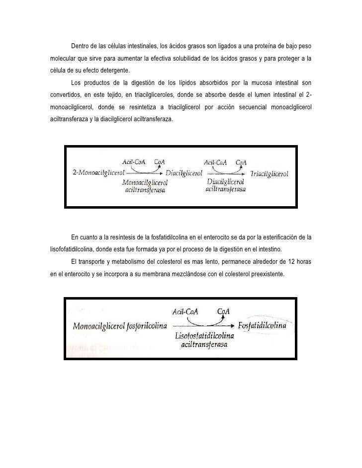 Absorcion y digestion de carbohidratos y lipidos Absorcion y digestion de carbohidratos y lipidos