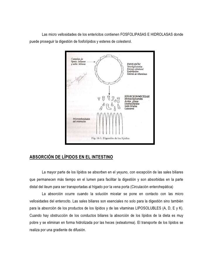 Absorcion y digestion de carbohidratos y lipidos Absorcion y digestion de carbohidratos y lipidos