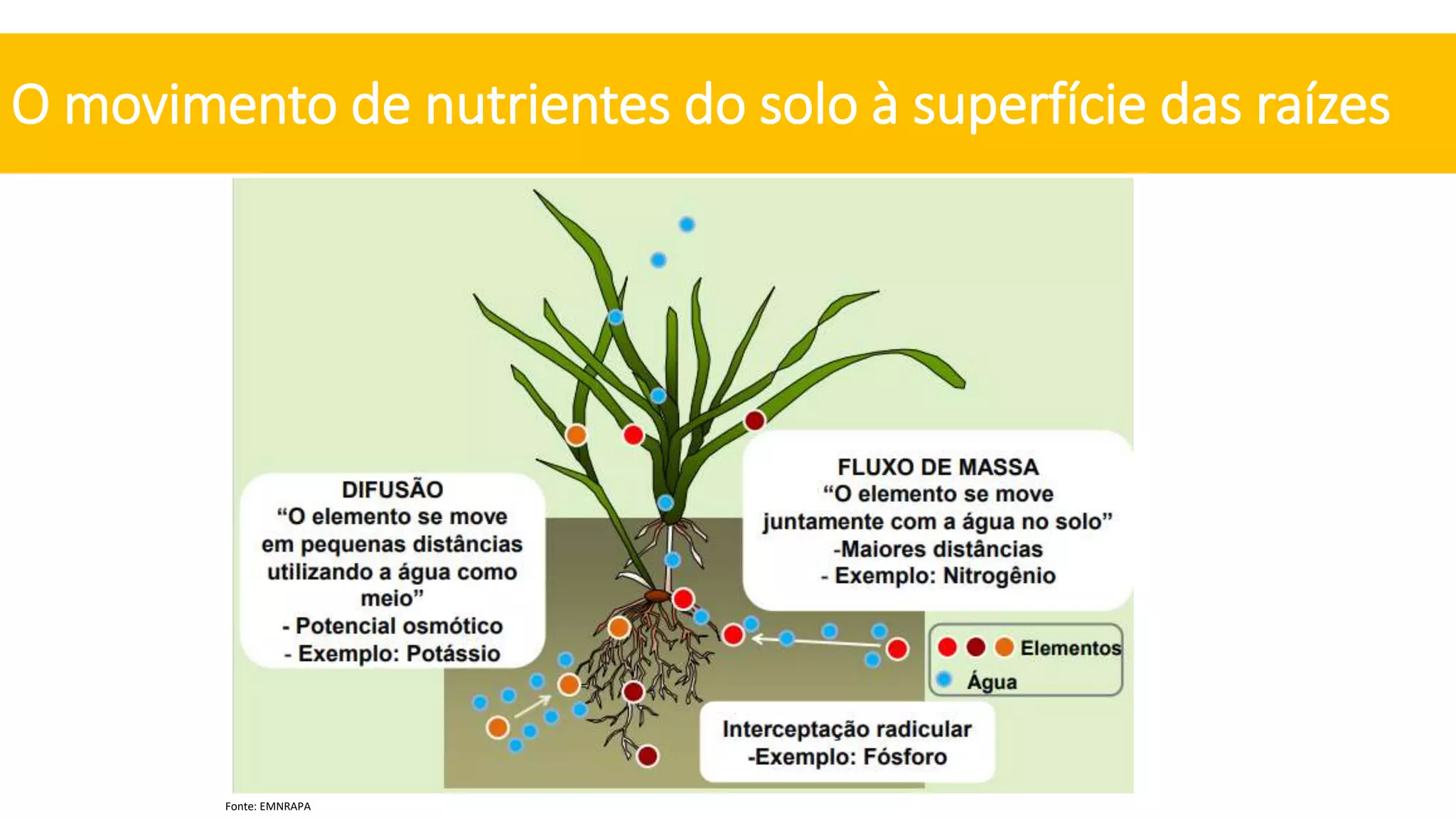 Absorção de nutrientes pelas plantas.pptx