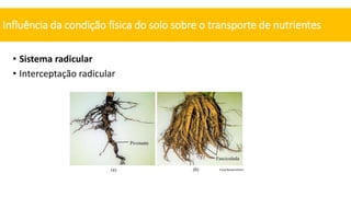 • Sistema radicular
• Interceptação radicular
Influência da condição física do solo sobre o transporte de nutrientes
Fonte:ResearchGate
 