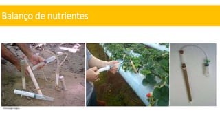 Balanço de nutrientes
Fonte:Google imagens
 