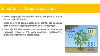 • Maior proporção do volume celular nas plantas e é o
recurso mais limitante.
• Cerca de 97% da água captada pelas plantas são perdidos
para a atmosfera (principalmente pela transpiração).
• Cerca de 2% são usados para aumento de volume ou
expansão celular, e 1%, para processos metabólicos,
predominantemente a fotossíntese.
Importância da água na planta
 