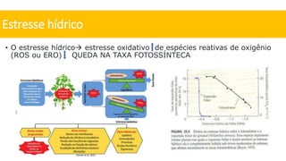 • O estresse hídrico estresse oxidativo de espécies reativas de oxigênio
(ROS ou ERO) QUEDA NA TAXA FOTOSSÍNTECA
Estresse hídrico
Hansel et al.,2021
 