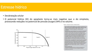 • Desidratação celular
• O potencial hídrico (Ψ) do apoplasto torna-se mais negativo que o do simplasto,
provocando reduções no potencial de pressão (turgor) (ΨP) e no volume.
Estresse hídrico
 