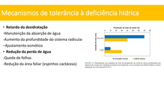 • Retardo da desidratação
-Manutenção da absorção de água
-Aumento da profundidade do sistema radicular
–Ajustamento osmótico
• Redução da perda de água
-Queda de folhas
-Redução da área foliar (espinhos cactáceas)
Mecanismos de tolerância à deficiência hídrica
 