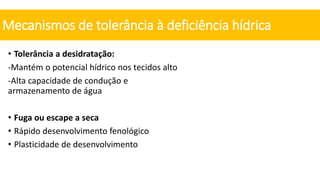• Tolerância a desidratação:
-Mantém o potencial hídrico nos tecidos alto
-Alta capacidade de condução e
armazenamento de água
• Fuga ou escape a seca
• Rápido desenvolvimento fenológico
• Plasticidade de desenvolvimento
Mecanismos de tolerância à deficiência hídrica
 