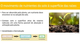 • Para ser absorvido pela planta, um nutriente deve
encontrar-se na solução do solo.
• Contato com a superfície ativa do sistema
radicular, em uma forma passível de absorção e
utilização pela planta.
• Solubilidade e Oxirredução
O movimento de nutrientes do solo à superfície das raízes
Fonte: Terragam
SOLUBILIDADE E
POTENCIAL DE OXIRREDUÇÃO
 