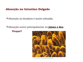 Absorção no Intestino Delgado
Absorção no duodeno é muito reduzida.
Absorção ocorre principalmente no jejuno e íleo.
Porque?

 