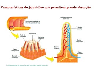 Características do jejuni-íleo que permitem grande absorção

 