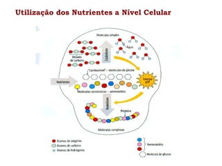 Utilização dos Nutrientes a Nível Celular

 