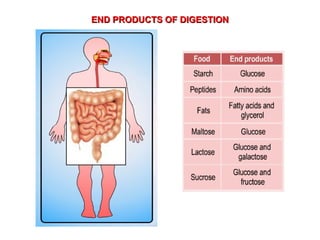 END PRODUCTS OF DIGESTION 