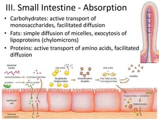 III. Small Intestine - Absorption Carbohydrates: active transport of monosaccharides, facilitated diffusion Fats: simple diffusion of micelles, exocytosis of lipoproteins (chylomicrons) Proteins: active transport of amino acids, facilitated diffusion 