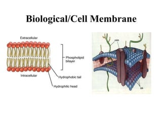 Biological/Cell Membrane
 