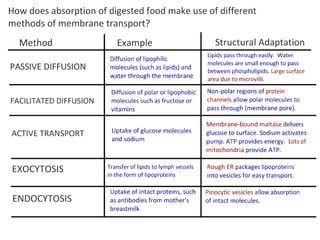 Absorption Of Digested Foods | PPT