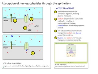 Absorption Of Digested Foods | PPT