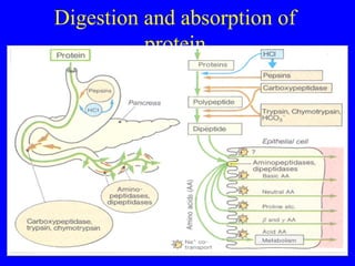 Digestion and absorption of
protein
03/12/25 10
 