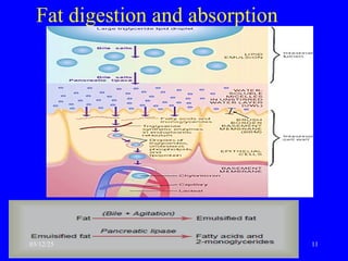 Fat digestion and absorption
03/12/25 11
 