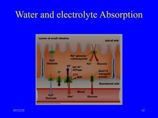 Water and electrolyte Absorption
03/12/25 12
 