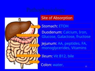 Pathophysiology
Duodenum: Calcium, Iron,
Glucose, Galactose, fructose
Jejunum: AA, peptides, FA,
monoglycerides, Vitamins
Ileum: Vit B12, bile
Colon: water,
Stomach: ETOH
Site of Absorption
03/12/25 15
 