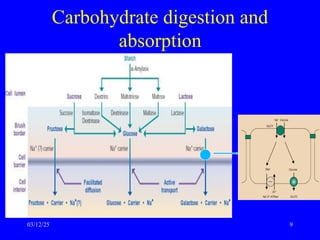 Carbohydrate digestion and
absorption
03/12/25 9
 