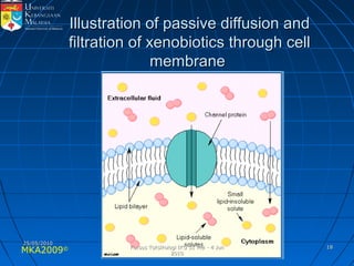 MKA2009© 1818
Illustration of passive diffusion andIllustration of passive diffusion and
filtration of xenobiotics through cellfiltration of xenobiotics through cell
membranemembrane
25/05/201025/05/2010
Kursus Toksikologi IKU 31 Mei - 4 JunKursus Toksikologi IKU 31 Mei - 4 Jun
20102010
 
