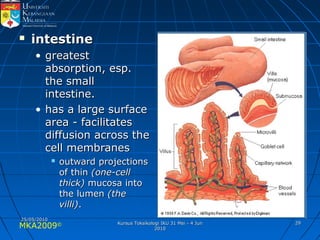 MKA2009© 2929
 intestineintestine
• greatestgreatest
absorption, esp.absorption, esp.
the smallthe small
intestine.intestine.
• has a large surfacehas a large surface
area - facilitatesarea - facilitates
diffusion across thediffusion across the
cell membranescell membranes
 outward projectionsoutward projections
of thinof thin (one-cell(one-cell
thick)thick) mucosa intomucosa into
the lumenthe lumen (the(the
villi)villi)..
25/05/201025/05/2010
Kursus Toksikologi IKU 31 Mei - 4 JunKursus Toksikologi IKU 31 Mei - 4 Jun
20102010
 
