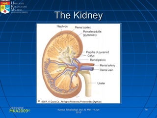 MKA2009© 7676
The KidneyThe Kidney
25/05/201025/05/2010
Kursus Toksikologi IKU 31 Mei - 4 JunKursus Toksikologi IKU 31 Mei - 4 Jun
20102010
 