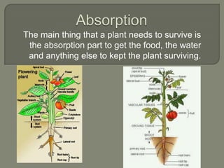 Absorption The main thing that a plant needs to survive is the absorption part to get the food, the water and anything else to kept the plant surviving.  