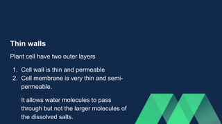 Thin walls
Plant cell have two outer layers
1. Cell wall is thin and permeable
2. Cell membrane is very thin and semi-
permeable.
It allows water molecules to pass
through but not the larger molecules of
the dissolved salts.
 