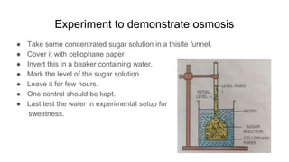 Experiment to demonstrate osmosis
● Take some concentrated sugar solution in a thistle funnel.
● Cover it with cellophane paper
● Invert this in a beaker containing water.
● Mark the level of the sugar solution
● Leave it for few hours.
● One control should be kept.
● Last test the water in experimental setup for
sweetness.
 