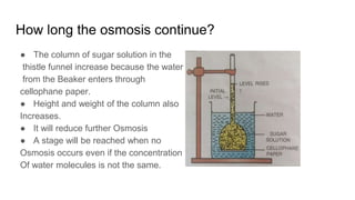 How long the osmosis continue?
● The column of sugar solution in the
thistle funnel increase because the water
from the Beaker enters through
cellophane paper.
● Height and weight of the column also
Increases.
● It will reduce further Osmosis
● A stage will be reached when no
Osmosis occurs even if the concentration
Of water molecules is not the same.
 
