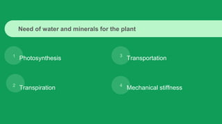 1
2
3
4
Photosynthesis Transportation
Transpiration Mechanical stiffness
Need of water and minerals for the plant
 