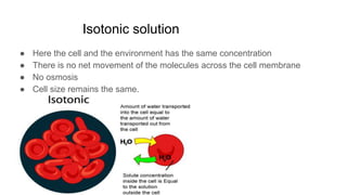 Isotonic solution
● Here the cell and the environment has the same concentration
● There is no net movement of the molecules across the cell membrane
● No osmosis
● Cell size remains the same.
 