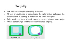 Turgidity
● The root hairs are surrounded by soil water.
● All cells are subjected to osmosis and the water enters as long as the
concentration of cell sap is more than the surrounding soil.
● Cells reach one stage where it cannot accommodate any more water.
● This is called turgid and the condition is called turgidity.
 