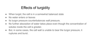 Effects of turgidity
● When turgid, the cell is in a somewhat balanced state
● No water enters or leaves
● Its turgor pressure counterbalances wall pressure.
● No further absorption of water takes place even though the concentration of
solutes inside the cell is greater.
● But, in some cases, the cell wall is unable to bear the turgor pressure, it
ruptures and burst.
 
