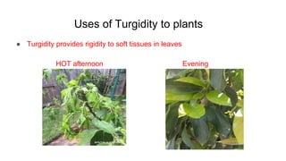 Uses of Turgidity to plants
● Turgidity provides rigidity to soft tissues in leaves
HOT afternoon Evening
 