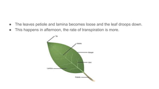 ● The leaves petiole and lamina becomes loose and the leaf droops down.
● This happens in afternoon, the rate of transpiration is more.
 
