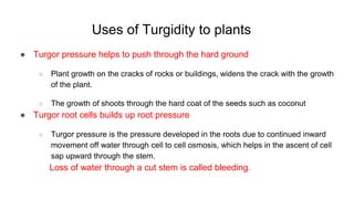 Uses of Turgidity to plants
● Turgor pressure helps to push through the hard ground
○ Plant growth on the cracks of rocks or buildings, widens the crack with the growth
of the plant.
○ The growth of shoots through the hard coat of the seeds such as coconut
● Turgor root cells builds up root pressure
○ Turgor pressure is the pressure developed in the roots due to continued inward
movement off water through cell to cell osmosis, which helps in the ascent of cell
sap upward through the stem.
Loss of water through a cut stem is called bleeding.
 