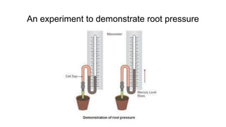 An experiment to demonstrate root pressure
 