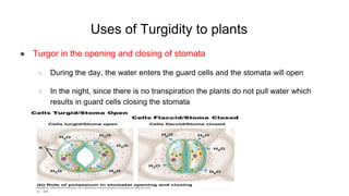 Uses of Turgidity to plants
● Turgor in the opening and closing of stomata
○ During the day, the water enters the guard cells and the stomata will open
○ In the night, since there is no transpiration the plants do not pull water which
results in guard cells closing the stomata
 