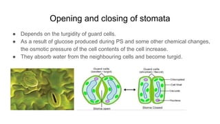 Opening and closing of stomata
● Depends on the turgidity of guard cells.
● As a result of glucose produced during PS and some other chemical changes,
the osmotic pressure of the cell contents of the cell increase.
● They absorb water from the neighbouring cells and become turgid.
 