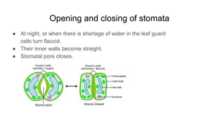 Opening and closing of stomata
● At night, or when there is shortage of water in the leaf guard
cells turn flaccid.
● Their inner walls become straight.
● Stomatal pore closes.
 